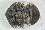 Spiny Scabriscutellum Trilobite - Foum Zguid, Morocco #108188-5